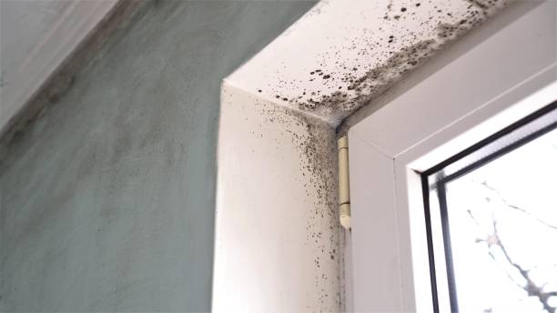Tyndall, SD Mold Removal Company