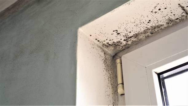 Best Water Damage & Mold Remediation  in Tyndall, SD