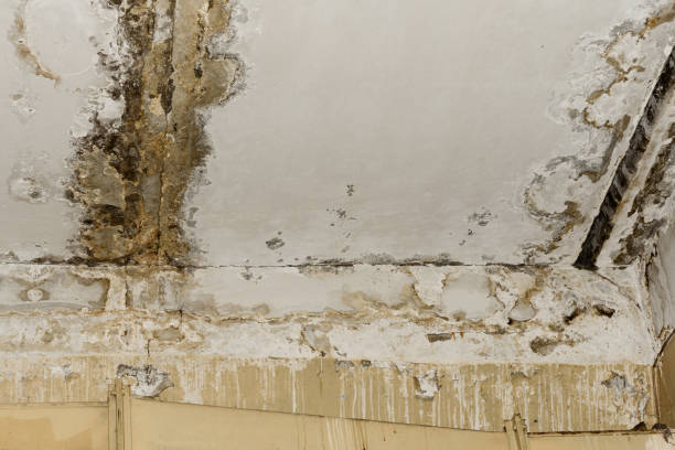 Best Industrial Mold Remediation  in Tyndall, SD