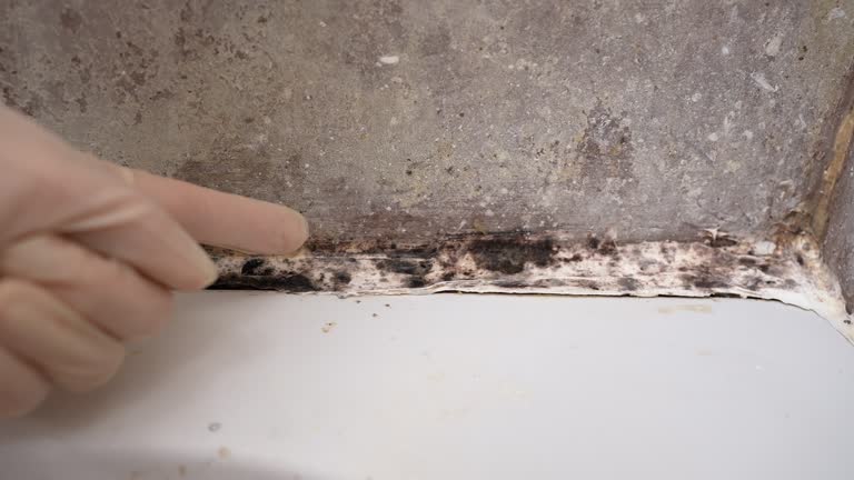 Best Basement Mold Removal  in Tyndall, SD